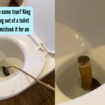 Wildest nightmare come true? King cobra found peeking out of a toilet pot, after a guest mistook it for an unflushed toilet |