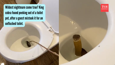 Wildest nightmare come true? King cobra found peeking out of a toilet pot, after a guest mistook it for an unflushed toilet |
