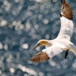 7 Birds that can sleep while flying: Nature's most remarkable aerial survivors