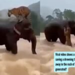 Viral video shows a Sumatran elephant saving a drowning tiger from being carried away in the rush of floods: Is it real or AI-generated?