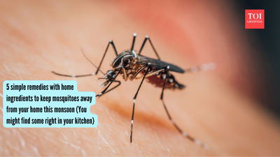 Home Remedies For Mosquitoes: 5 simple remedies with home ingredients to keep mosquitoes away from your home this monsoon (You might find some right in your kitchen)