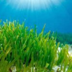 Faster: Mediterranean seagrass survives in dim seabed light by expanding its photosynthetic antenna and trapping energy faster, a discovery that may help improve future crops