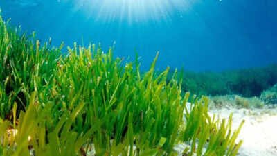 Faster: Mediterranean seagrass survives in dim seabed light by expanding its photosynthetic antenna and trapping energy faster, a discovery that may help improve future crops