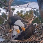Big Bear’s famous bald eagle chicks have captivated livestream viewers, but conservationists are racing to raise $10M by July 31 to protect their habitat from development