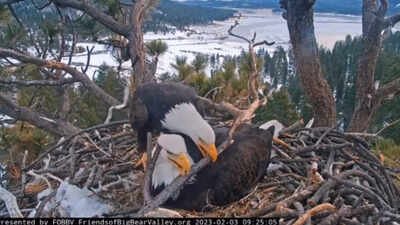Big Bear’s famous bald eagle chicks have captivated livestream viewers, but conservationists are racing to raise $10M by July 31 to protect their habitat from development