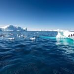 In 2015, a British swimmer entered Antarctica's freezing sea wearing only swimming trunks. His campaign helped protect 1.55 million square kilometres | World News