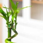 How to grow and care for lucky bamboo: An easy step-by-step guide for beginners