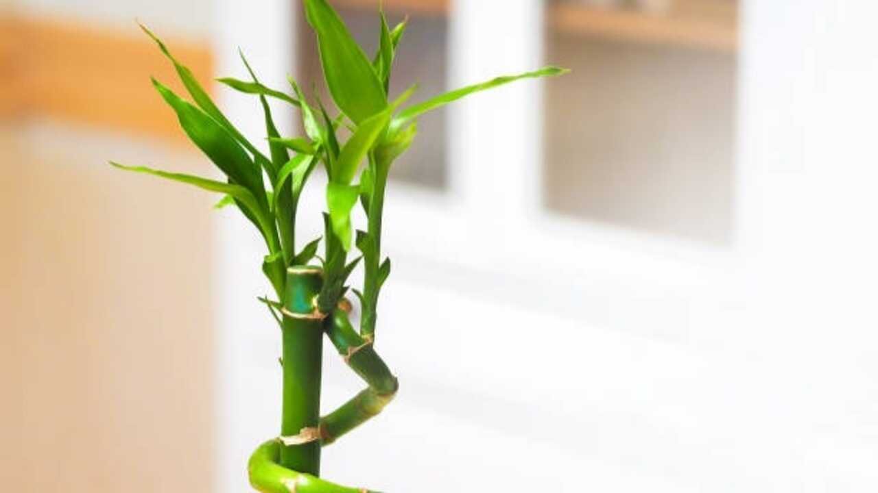 How to grow and care for lucky bamboo: An easy step-by-step guide for beginners