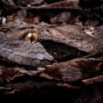 Snakes that look like dry leaves and twigs: Nature's most convincing disguise artists