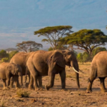15 elephants suspected to have died after eating pesticide-sprayed tomatoes near Kenya's Amboseli National Park | World News