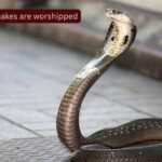 Snake Temples In India: Where snakes are worshipped: 10 sacred and mysterious snake temples of India every traveller should visit