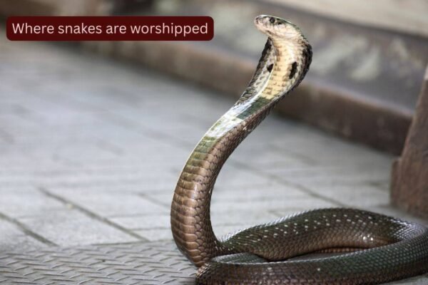 Snake Temples In India: Where snakes are worshipped: 10 sacred and mysterious snake temples of India every traveller should visit