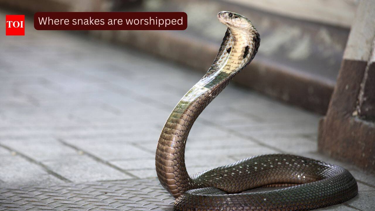 Snake Temples In India: Where snakes are worshipped: 10 sacred and mysterious snake temples of India every traveller should visit