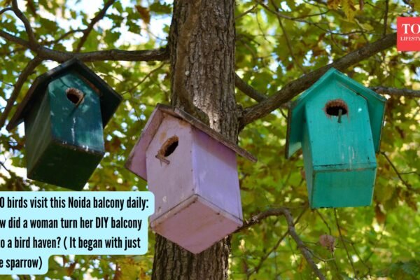 200 birds visit this Noida balcony daily: How did a woman turn her DIY balcony into a bird haven? ( It began with just one sparrow)