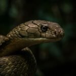 Inside a king cobra nest: How the world’s longest venomous snake builds a home unlike any other |