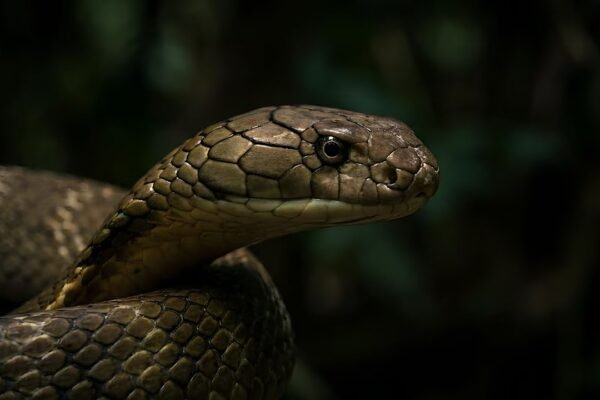 Inside a king cobra nest: How the world’s longest venomous snake builds a home unlike any other |