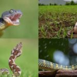 Vipers become more active during the rains—Here's how to stay safe