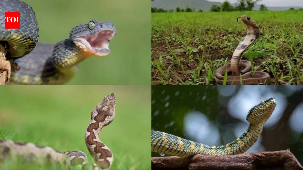 Vipers become more active during the rains—Here's how to stay safe