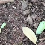 Chrysalis Discovery: Woman spots a strange green lump in her garden—What she discovers next leaves nature lovers amazed