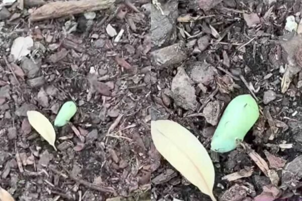 Chrysalis Discovery: Woman spots a strange green lump in her garden—What she discovers next leaves nature lovers amazed