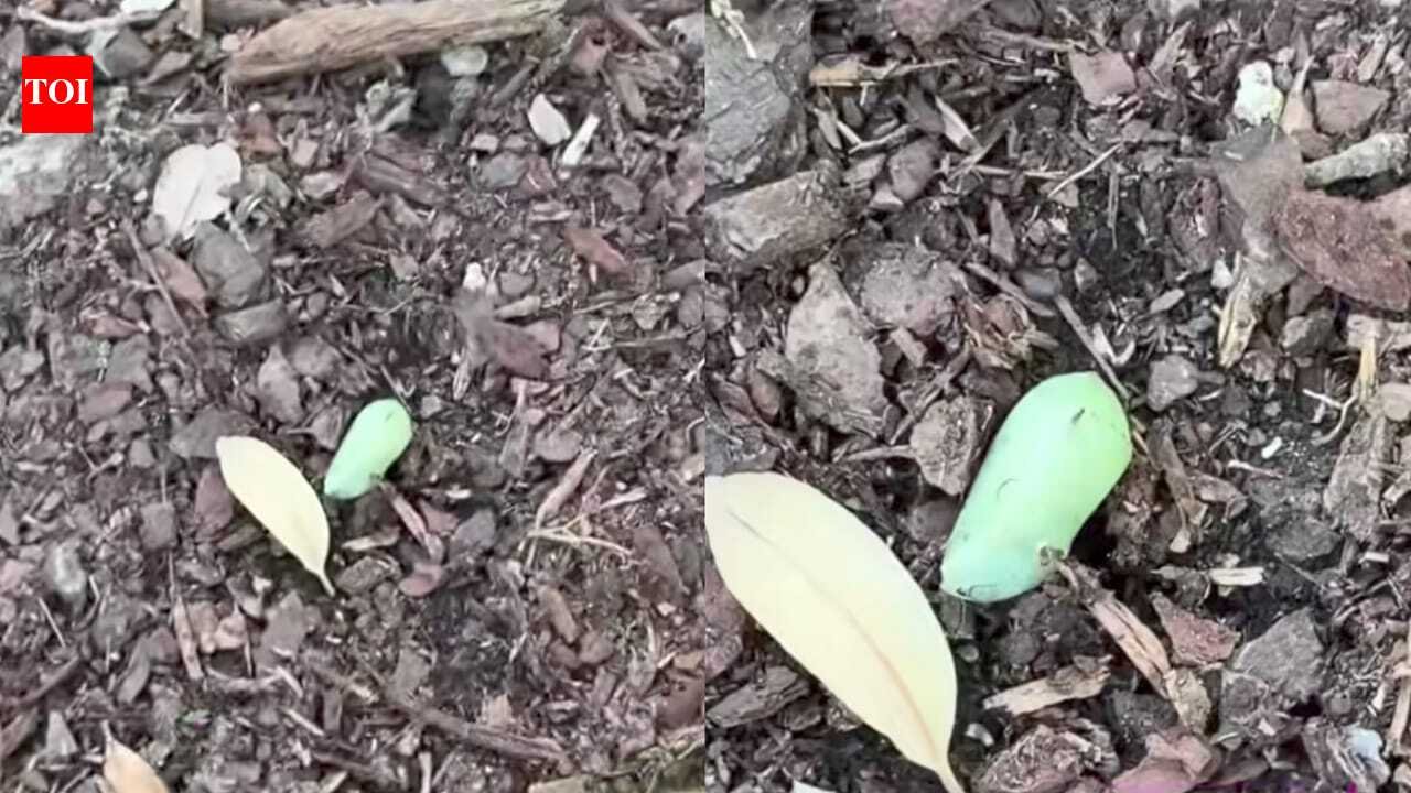Chrysalis Discovery: Woman spots a strange green lump in her garden—What she discovers next leaves nature lovers amazed