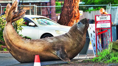 Australian officials ask fans to respect privacy of Neil, a 1000kg seal, who respects nothing