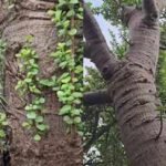 Giant Jade Plant: Is this a giant jade plant? A viral 100-year-old succulent from Australia has the internet divided