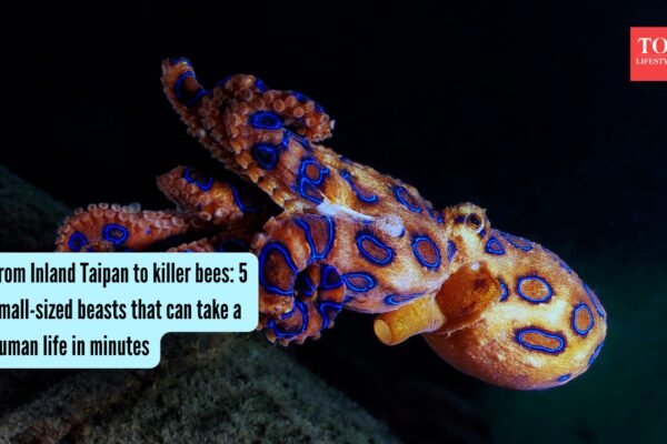 5 small-sized beasts that can take a human life in minutes
