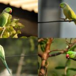 7 Surprising facts about ring-necked parrots you probably didn't know
