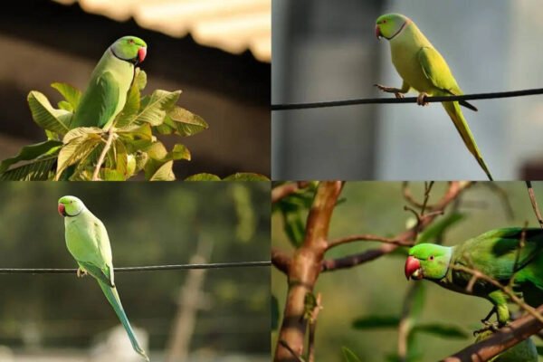 7 Surprising facts about ring-necked parrots you probably didn't know