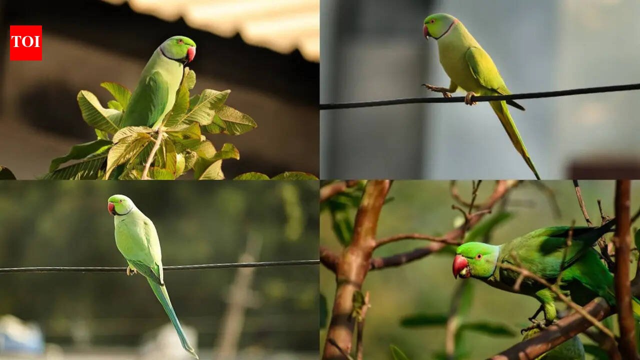 7 Surprising facts about ring-necked parrots you probably didn't know