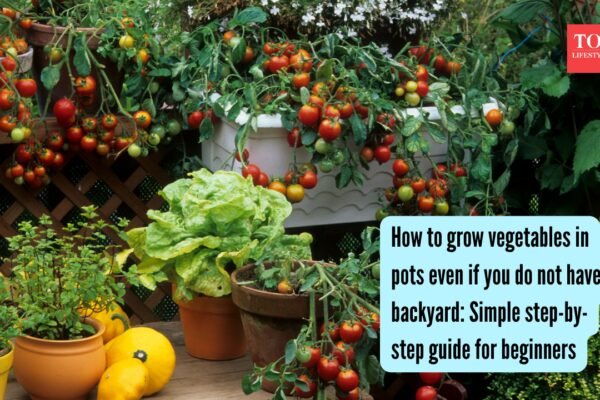Growing Vegetables In Pots: How to grow vegetables in pots even if you do not have a backyard: Simple step-by-step guide for beginners