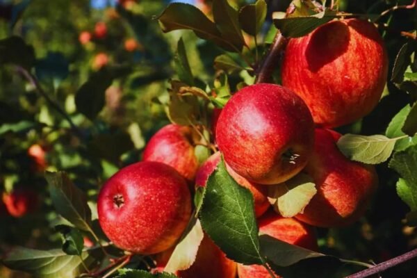 Apple not so 'fruitful' for Himachal? Climate pressures hill state's Rs 5,000 crore economy