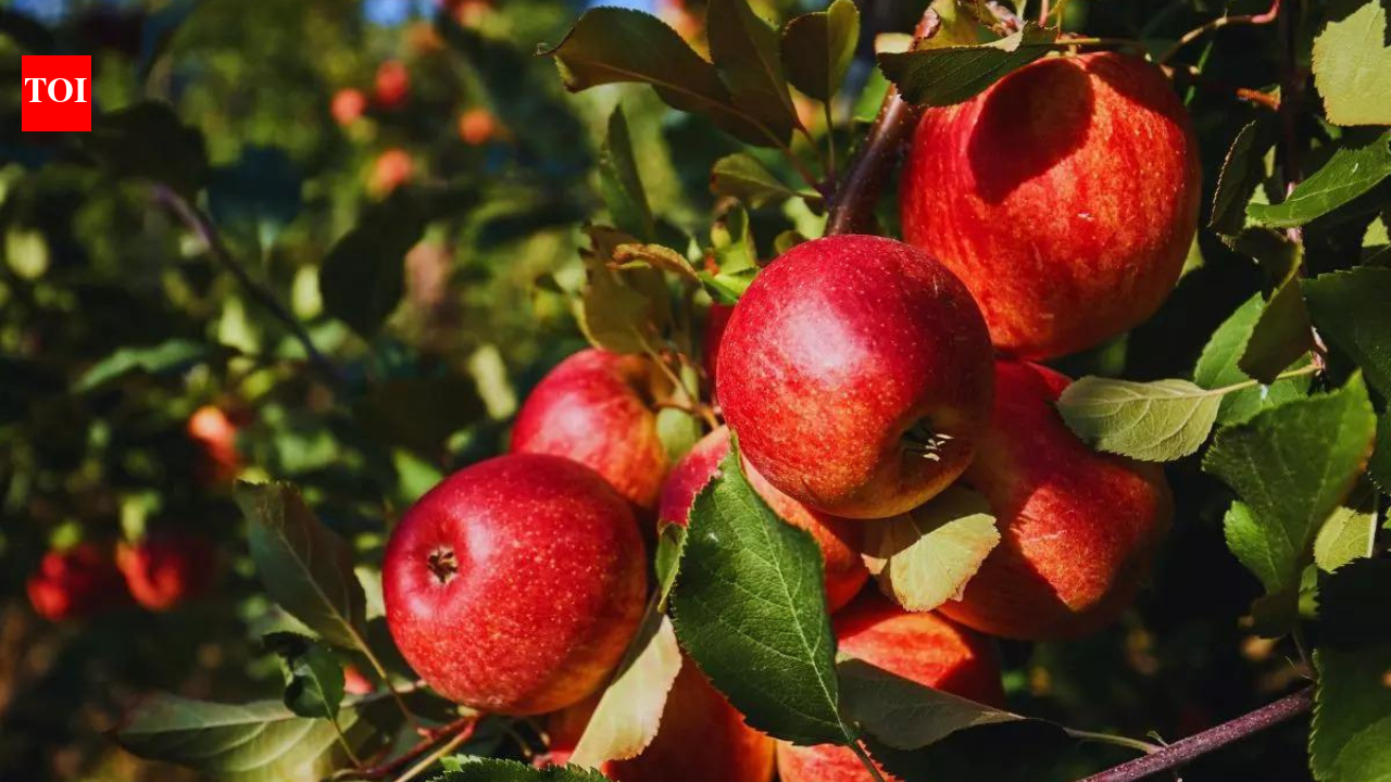 Apple not so 'fruitful' for Himachal? Climate pressures hill state's Rs 5,000 crore economy