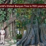 World's oldest scientifically dated banyan tree is in Bihar: How travellers can visit this remarkable 700-year-old living landmark |