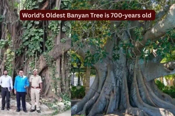 World's oldest scientifically dated banyan tree is in Bihar: How travellers can visit this remarkable 700-year-old living landmark |