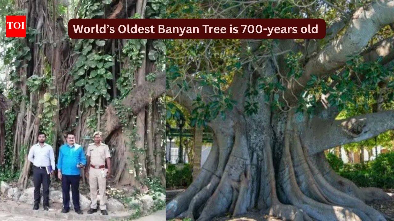 World's oldest scientifically dated banyan tree is in Bihar: How travellers can visit this remarkable 700-year-old living landmark |