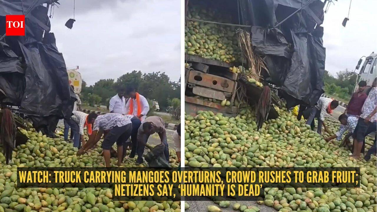Watch: Truck carrying mangoes overturns, crowd rushes to grab fruit; netizens say, ‘Humanity is dead’ |