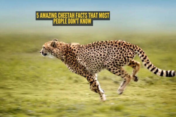 5 amazing cheetah facts that most people don't know