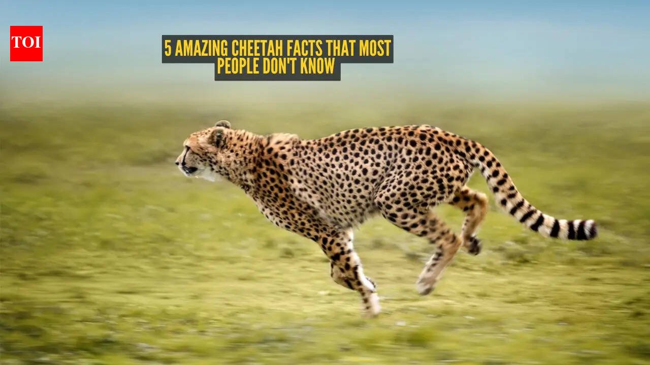 5 amazing cheetah facts that most people don't know