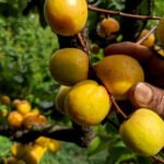 10 weird fruit trees you won’t believe actually exist