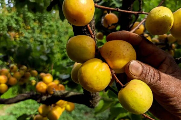 10 weird fruit trees you won’t believe actually exist