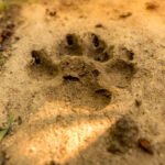 How to identify animal paw prints while trekking
