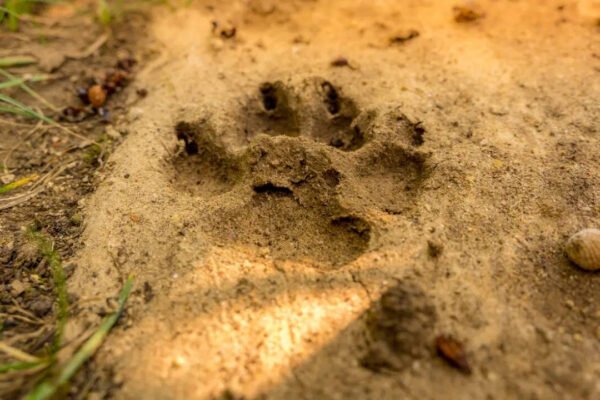 How to identify animal paw prints while trekking