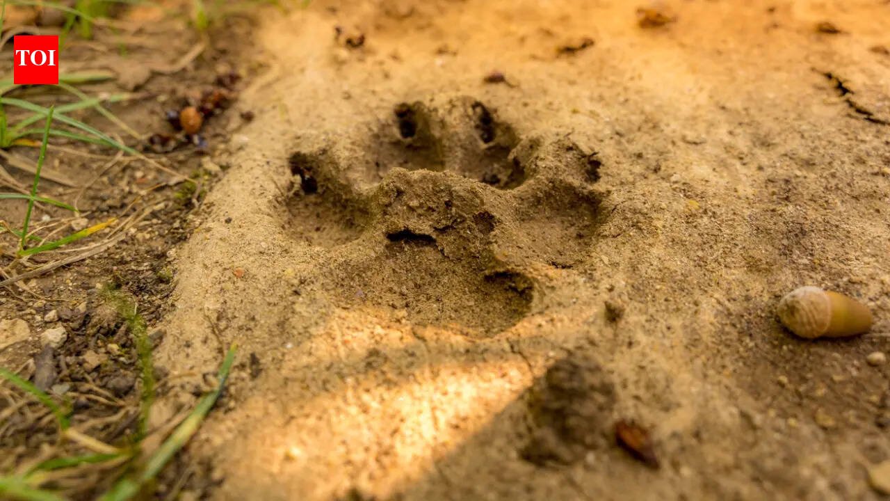How to identify animal paw prints while trekking