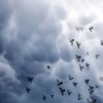 How Birds Predict Weather: How birds know when a storm is coming: 6 Fascinating ways nature gives them an early warning