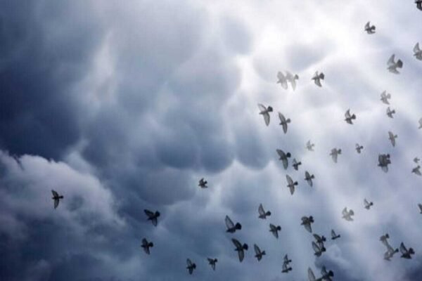 How Birds Predict Weather: How birds know when a storm is coming: 6 Fascinating ways nature gives them an early warning