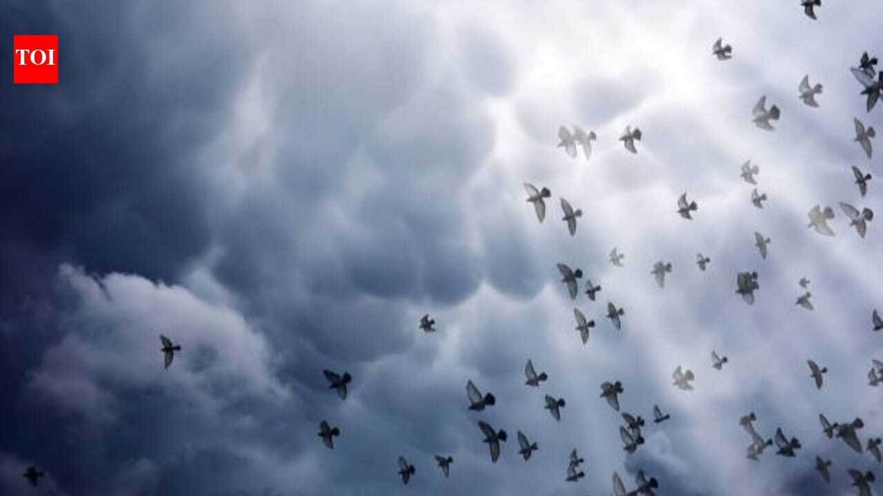 How Birds Predict Weather: How birds know when a storm is coming: 6 Fascinating ways nature gives them an early warning
