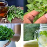 Health benefits of two herbs from the same plant family