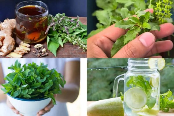 Health benefits of two herbs from the same plant family